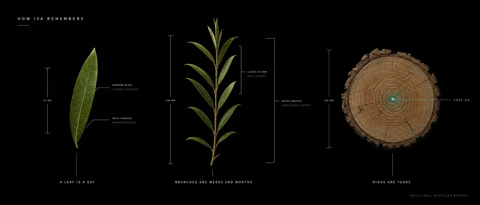 How Iva remembers: a leaf is a day, branches are weeks and months, tree rings are years around CORE.md